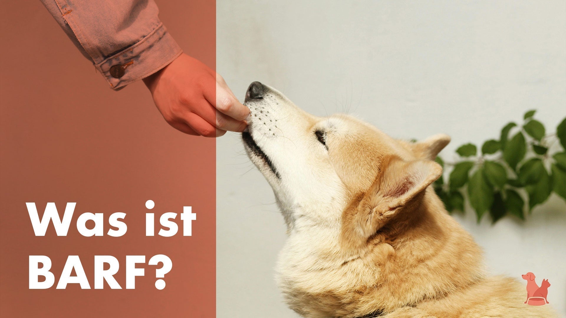 Was ist die BARF-Methode?