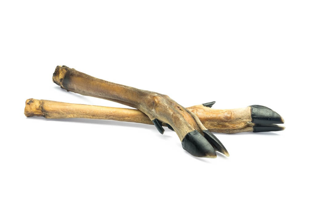 Zwei Rehbeine liegen übereinander, sie haben kein Fell mehr und sind getrocknet.