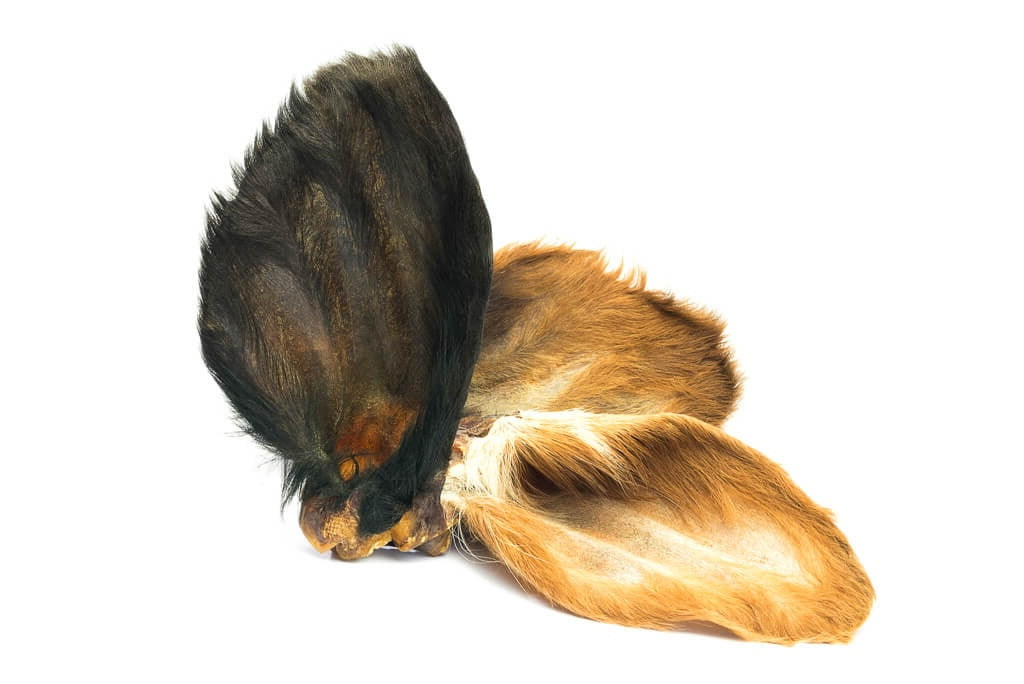 Drei Rinderohren mit Fell, die sichtlich getrocknet sind.