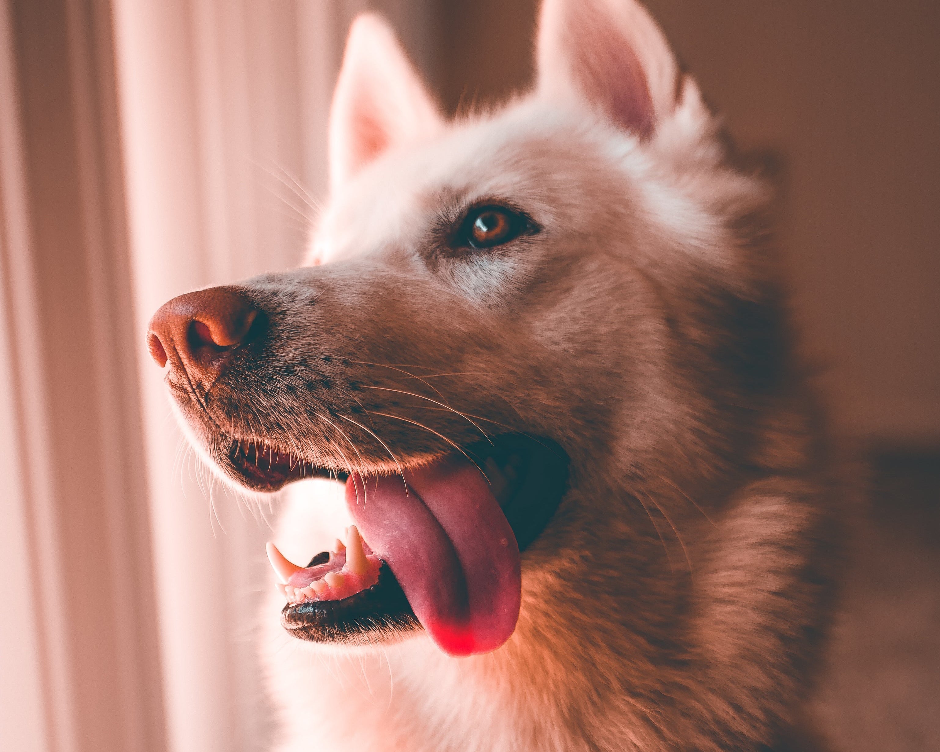 Ein weißer Hund mit offenem Maul sitzt am Fenster und lässt die Zunge hängen. Die Bildrechte: https://www.shopify.com/stock-photos/licenses/shopify-some-rights-reserved